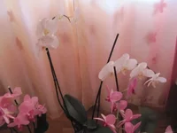 IMG_3265.webp