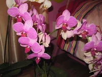 IMG_3267.webp