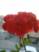 IMG264.jpg