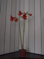 P3288025.webp