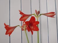 P3288028.webp