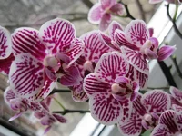 IMG_0695.webp