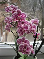 IMG_0692.webp