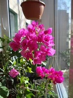 DSC04094.webp