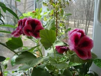 DSC04120.webp