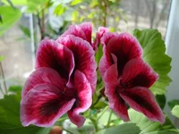 DSC04125.webp