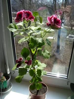 DSC04127.webp