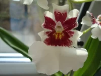 DSC04134.webp