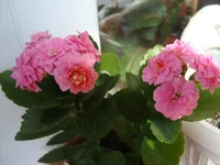 DSC04147.webp