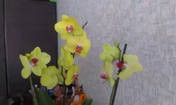 IMAG1270[1].webp