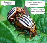 Kolorado_sex.webp