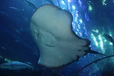  115.webp