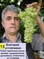 13 Болгария устойчивая.webp
