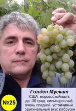 25 Голден Мускат.webp
