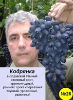 46 Кодрянка.webp