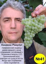 41 Ромулус.webp