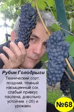 62 Рубин Голодрыги.webp
