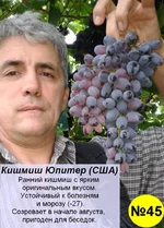45 Кишмиш Юпитер.webp