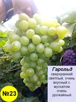 23 Гарольд.webp