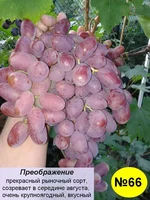 66 Преображение.webp