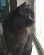 2013-0441.webp