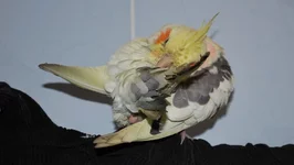 DSC_0180 (800x452).webp