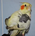 DSC_0182 (793x800).webp