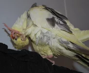 DSC_0185 (800x659).webp