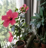P7013394.webp