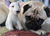 dog-25-1.webp