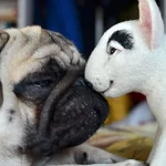 dog-25-8.webp