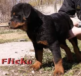 Flicka161.webp