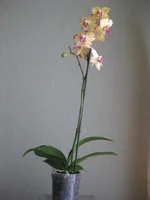 IMG_5418_1.webp