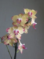 IMG_5423_1.webp