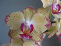 IMG_5422_1.webp