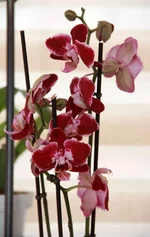 image.webp