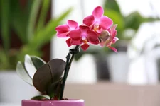 35.webp