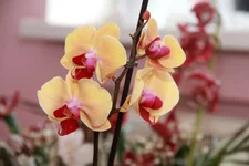 36.webp
