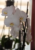 39.webp
