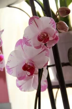 42.webp