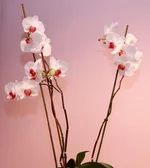 46.webp