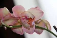 28.webp