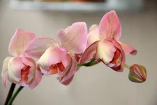 29.webp