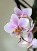 30.webp
