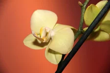 15.webp
