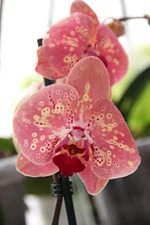 20.webp
