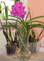 26_ВАНДА.webp
