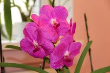 25_ВАНДА.webp
