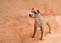 dog-27-2.webp