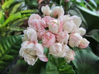 crop_78096650_InkH.webp